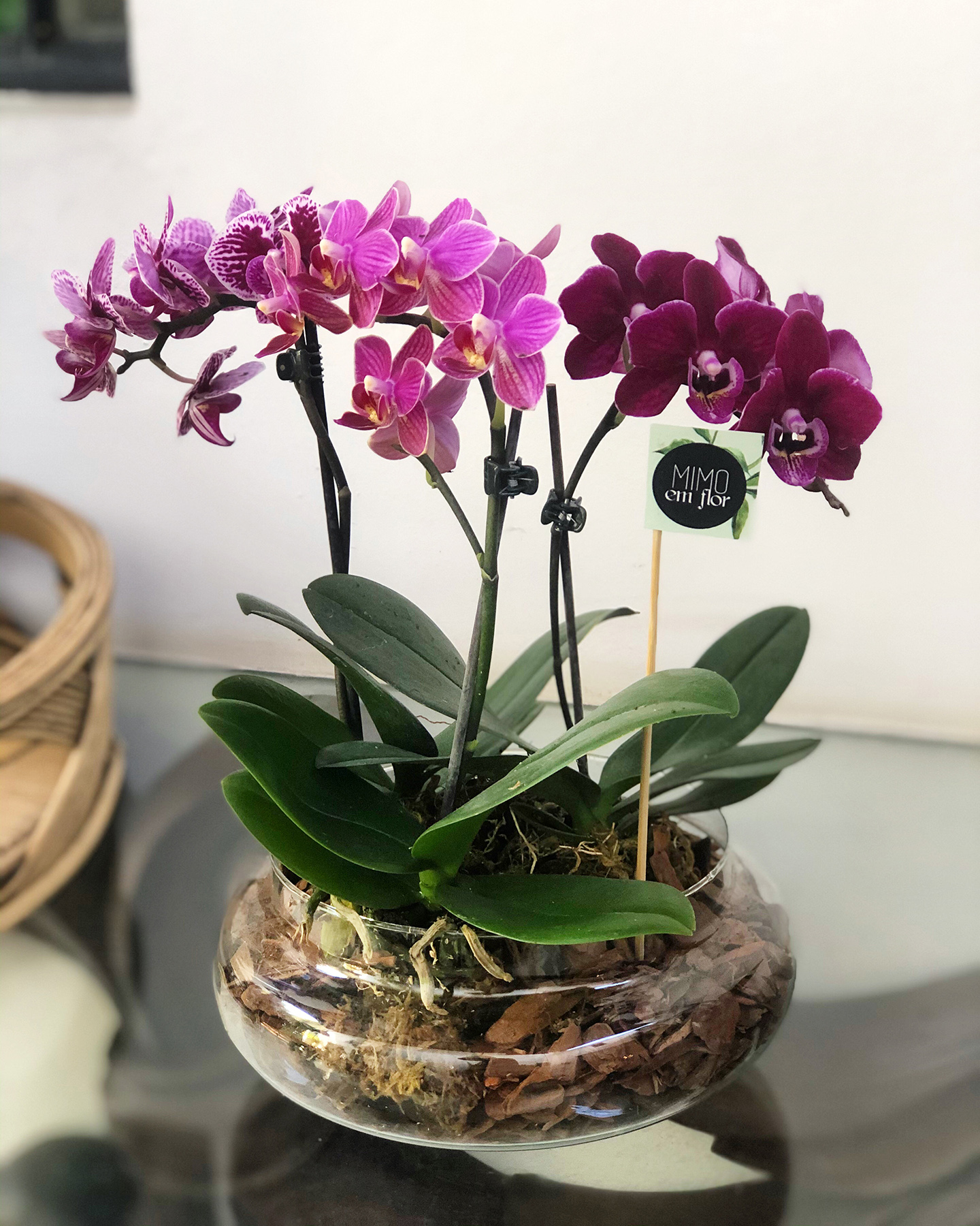 Arranjo plantado M Mini Orquídeas – MIMOemflor | MIMO Cenografia