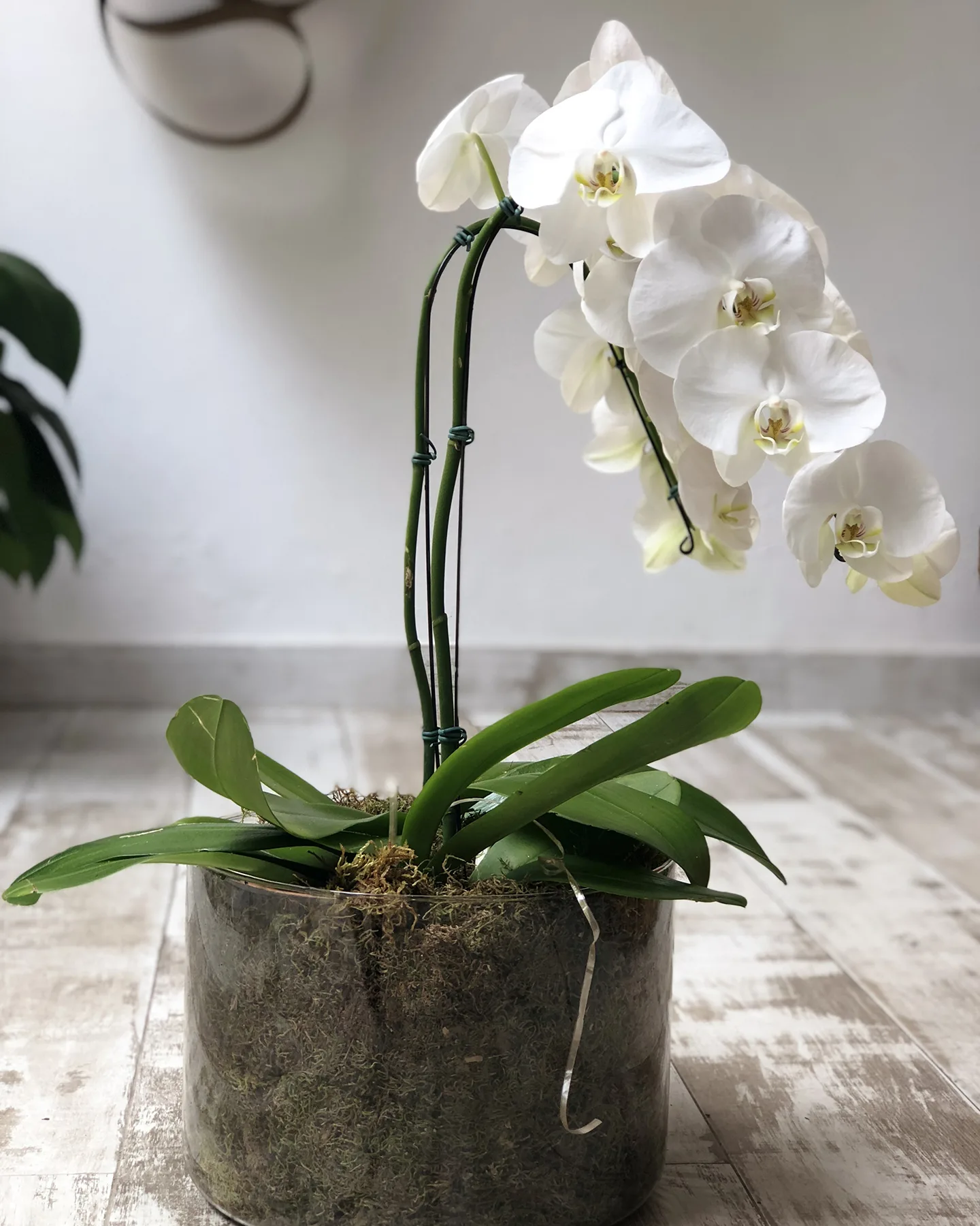 Vaso Cilindro G <br>Orquídeas Brancas