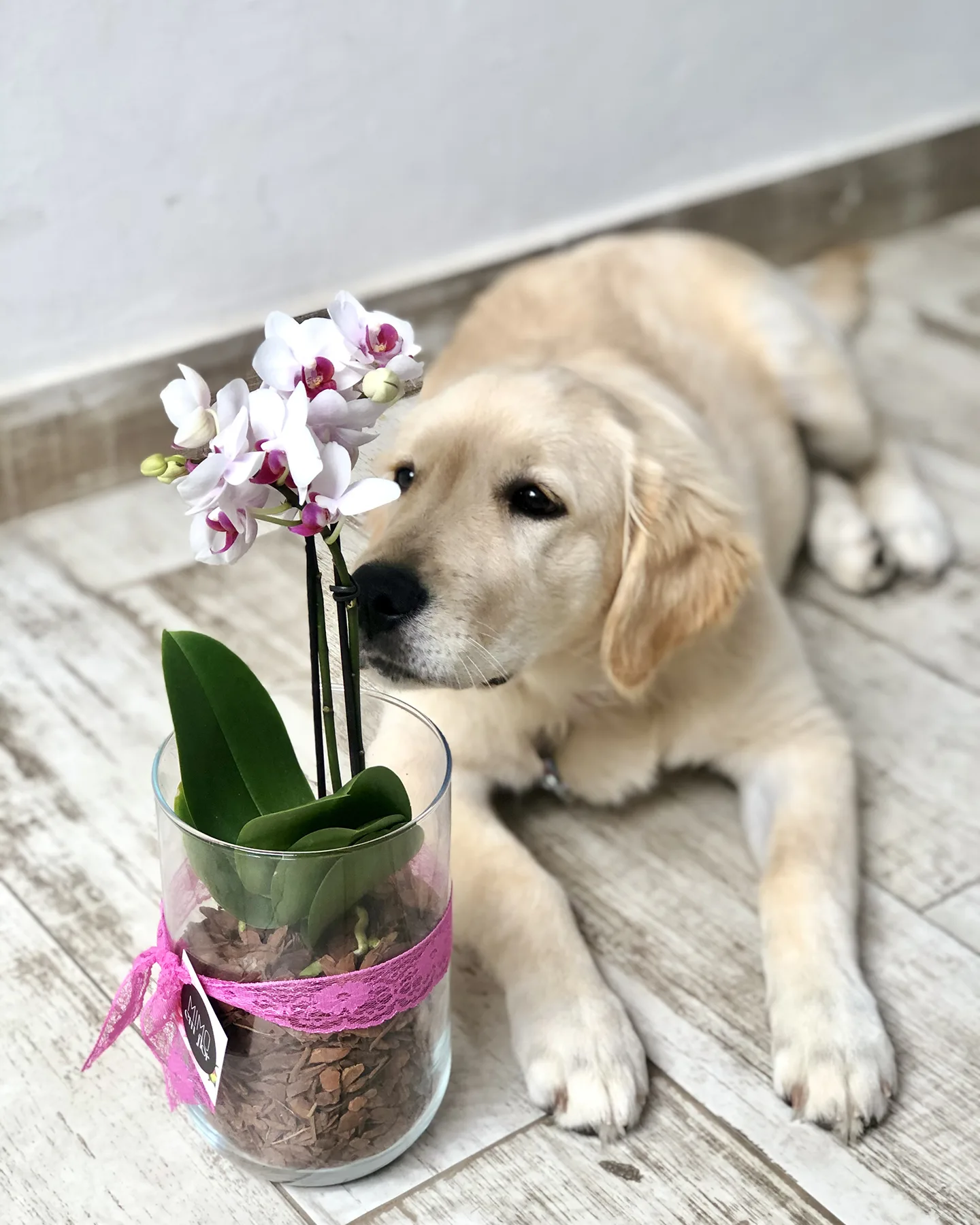 Vaso Cilindro M <br>Orquídeas Mescladas