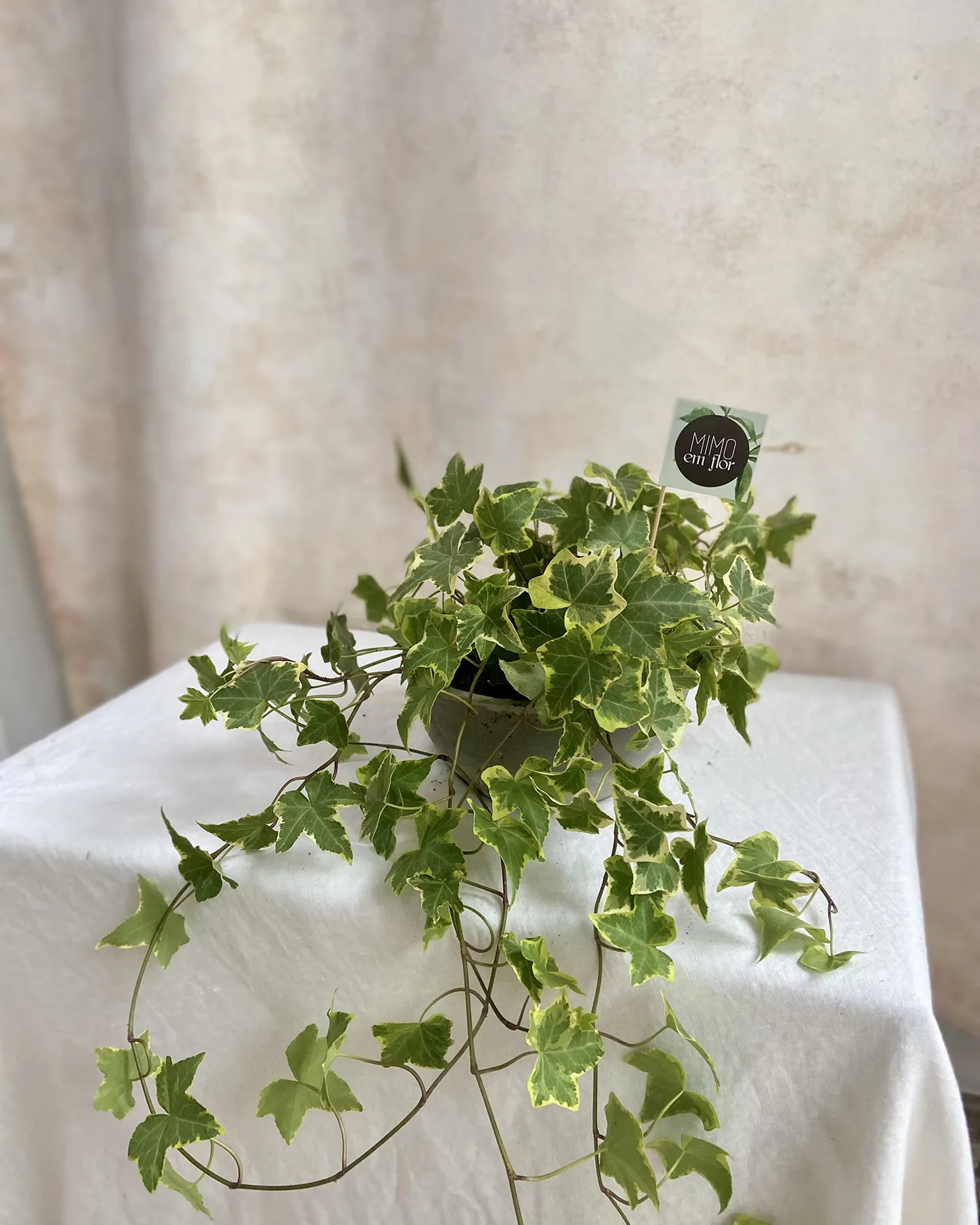 Vaso de Cimento <br>Hera