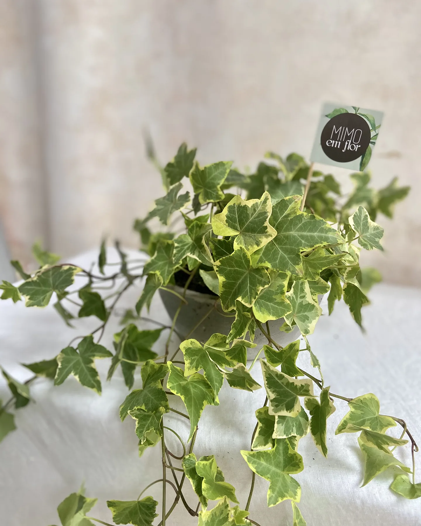 Vaso de Cimento <br>Hera - Image 2