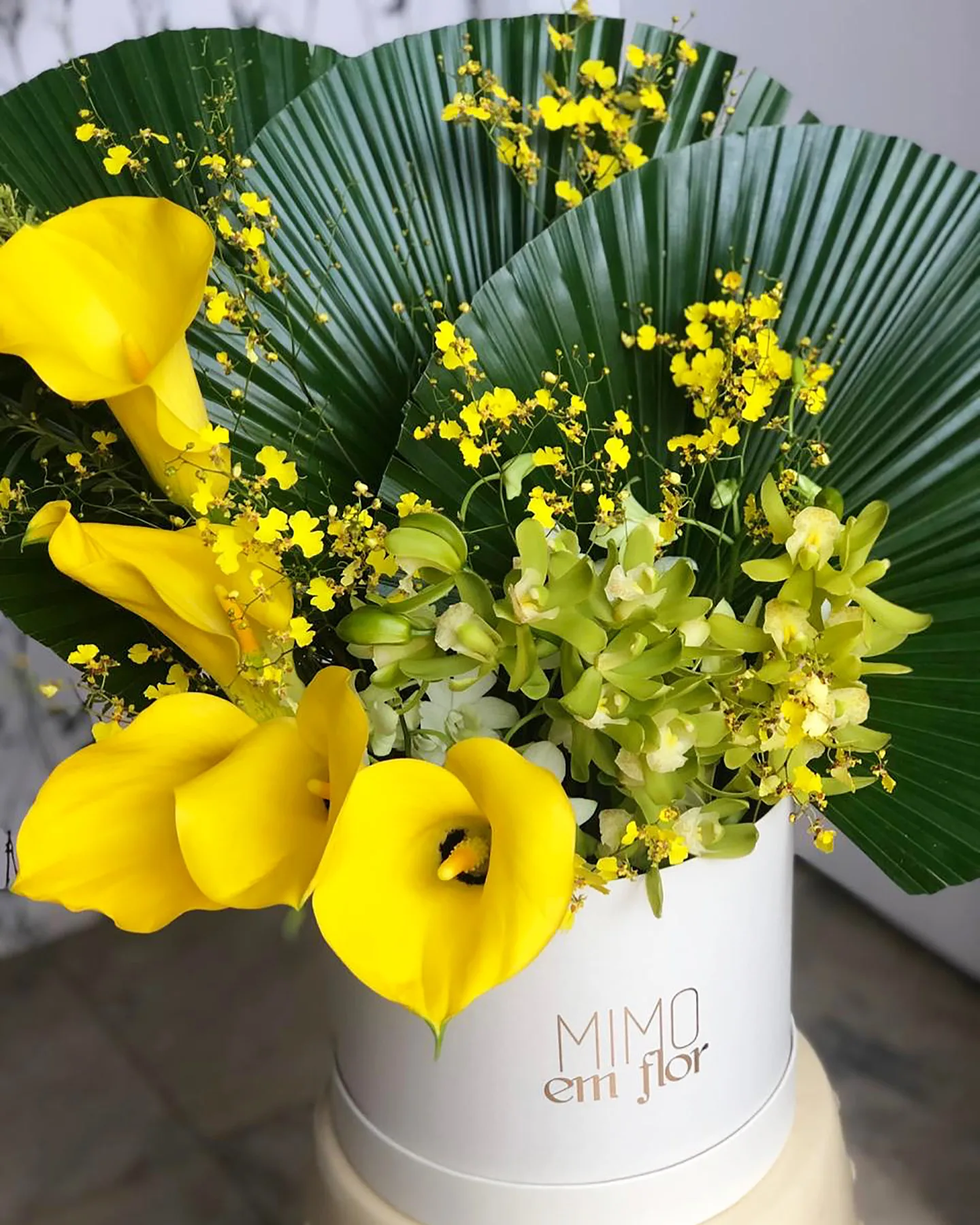 Box G Marfim <br>Latânias e Callas Amarelas