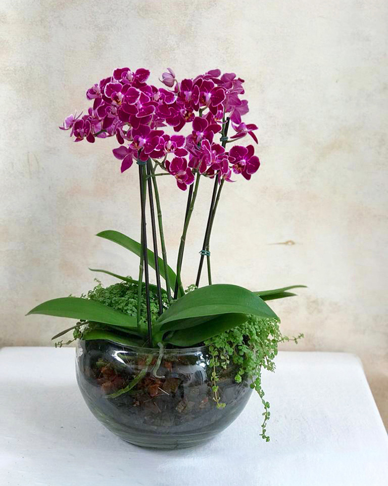 Arranjo Plantado M Mini Orquídeas – MIMOemflor | MIMO Cenografia