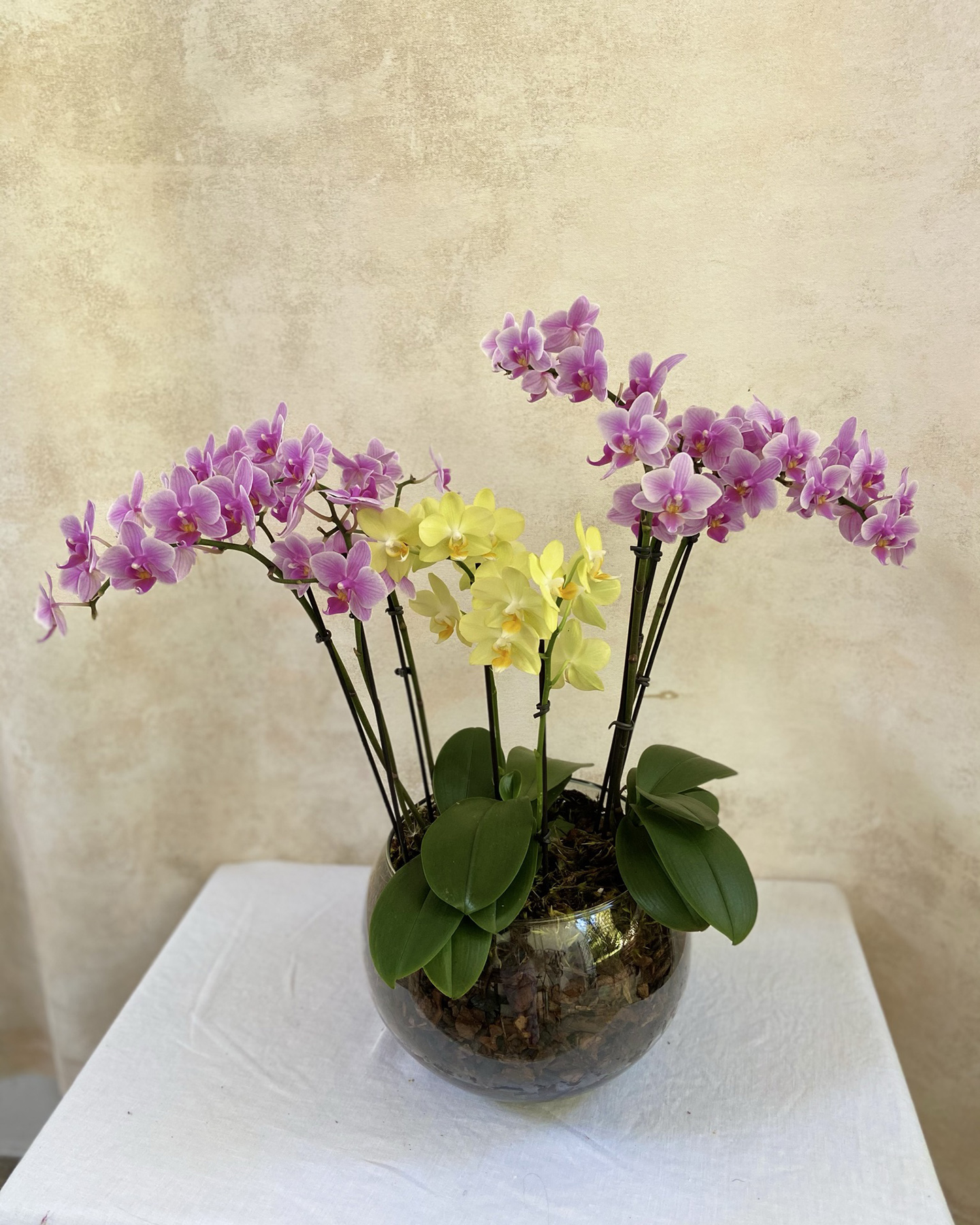 Arranjo Plantado M Mini Orquídeas Bicolor – MIMOemflor | MIMO Cenografia