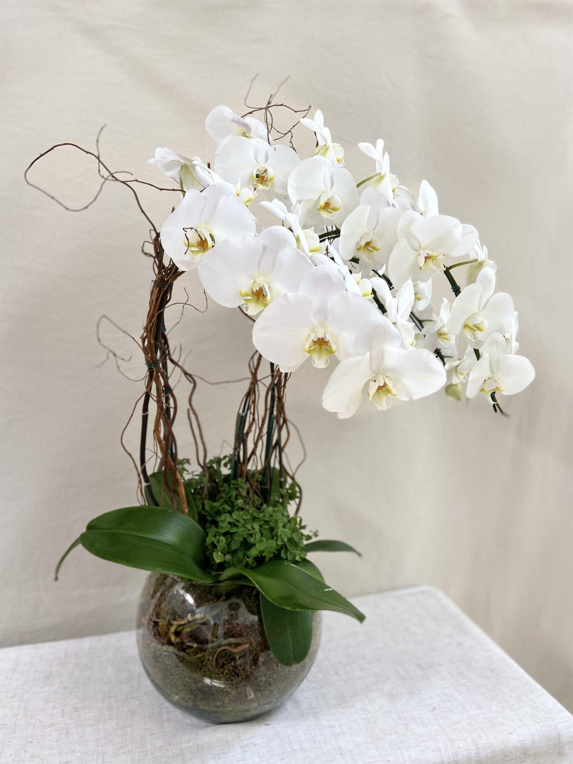 Vaso Bowl de Vidro G 4 hastes Orquídea Branca Cascata – MIMOemflor | MIMO  Cenografia