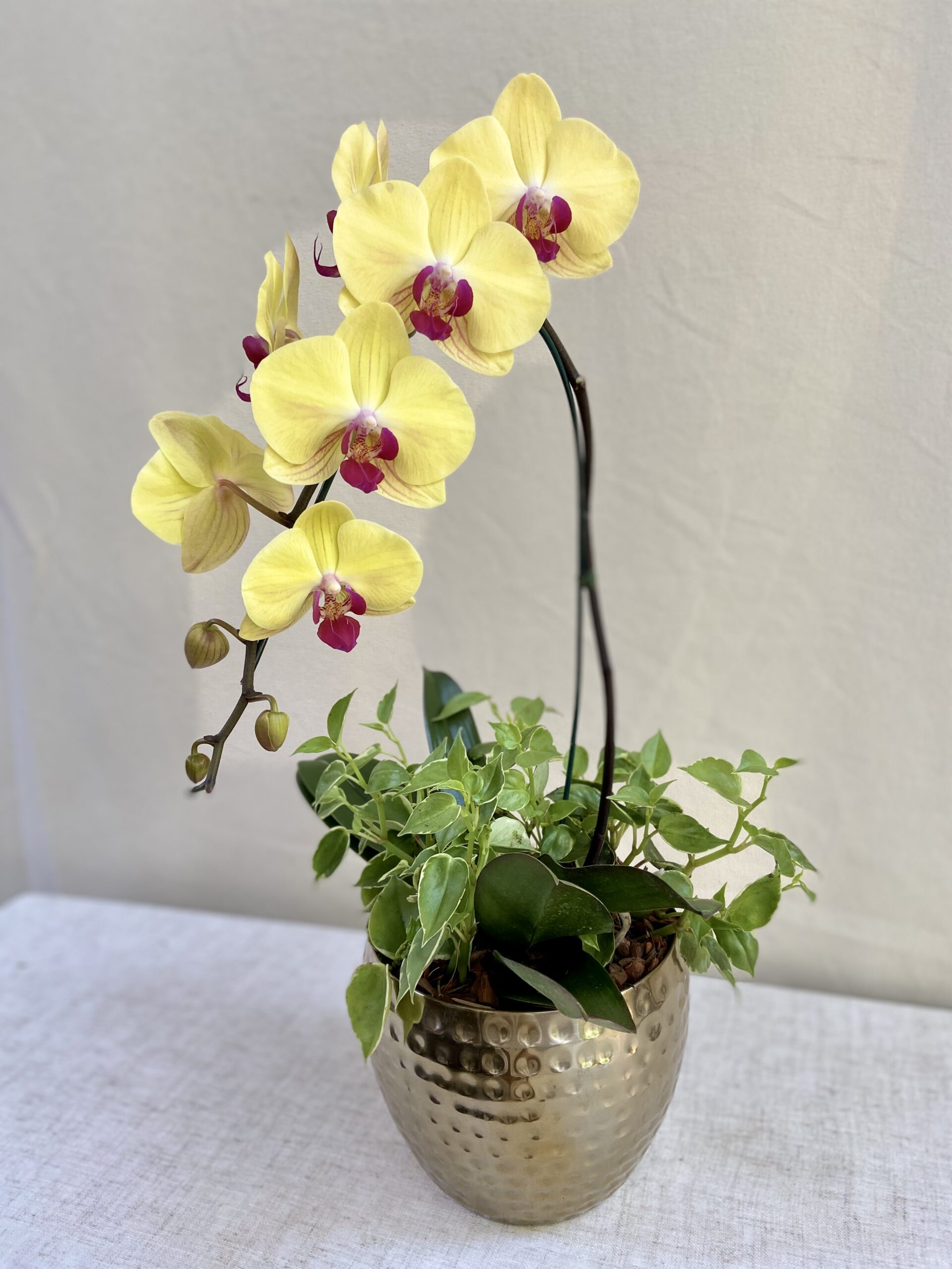 Vaso dourado M Orquídea Plantada Amarela – MIMOemflor | MIMO Cenografia