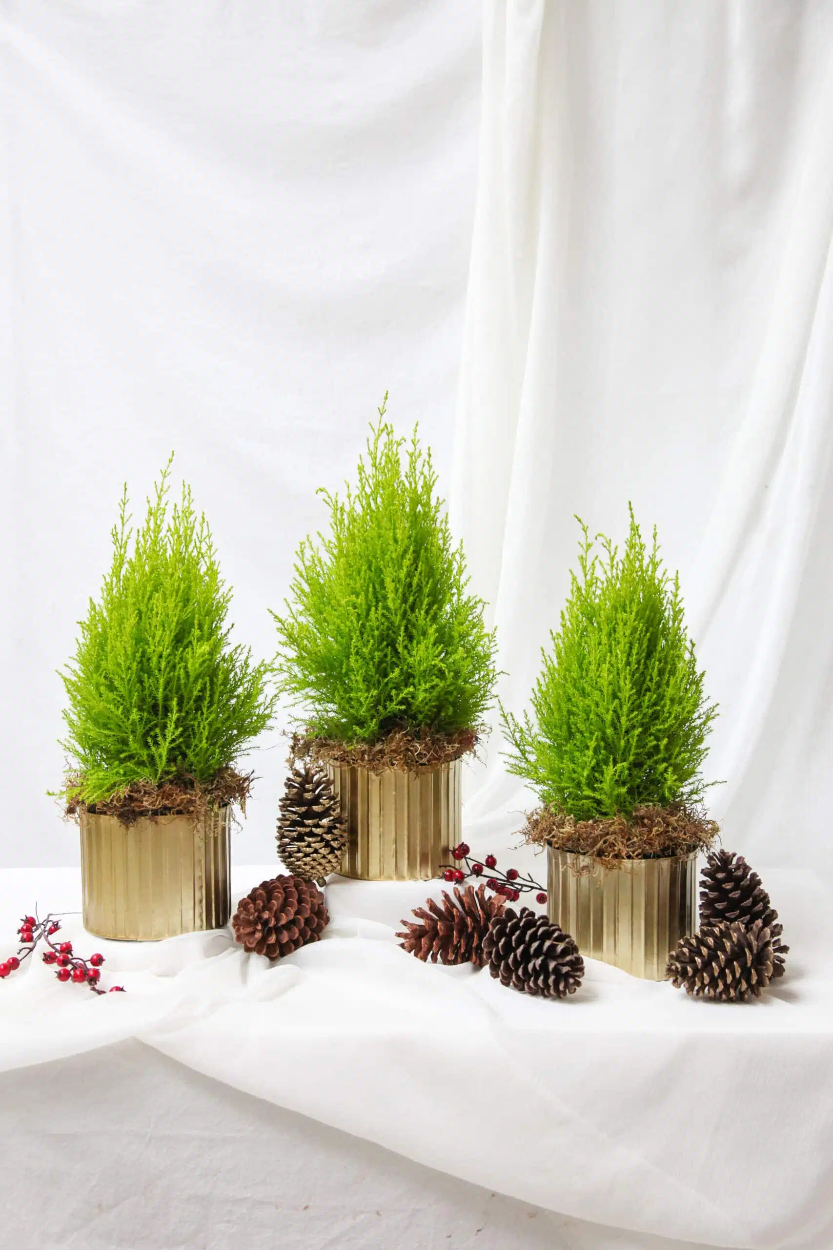 Kit Décor l Trio Vasos M Tuia Limão