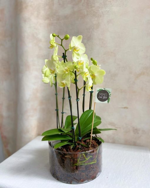 Arranjo M Plantado <br>Mini Orquídeas - Image 3