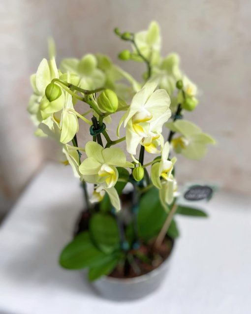 Arranjo M Plantado <br>Mini Orquídeas - Image 4
