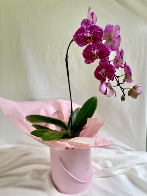 Box Orquídea Plantada Cascata (mais opções de cores)